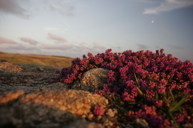 File:Heather-4587.jpg