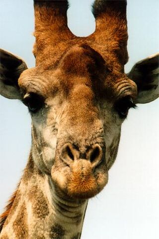File:Giraffe.jpg