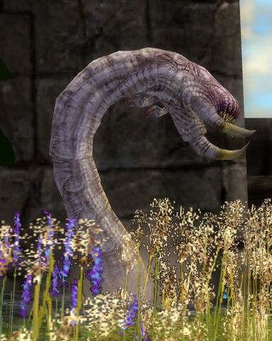 File:White Drake Hatchling.jpg
