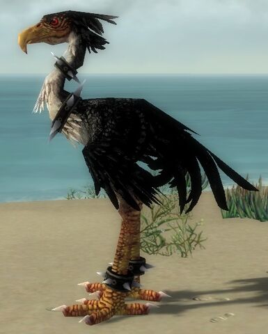 File:Black Moa.jpg