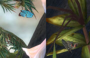 Sanctum butterfly