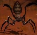 Veldt Nephila