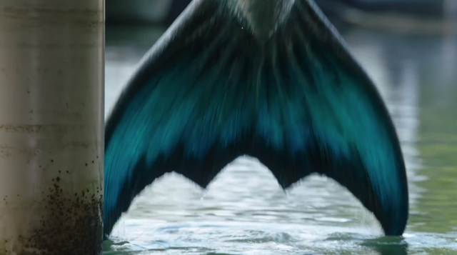 File:Zac's Tail.png
