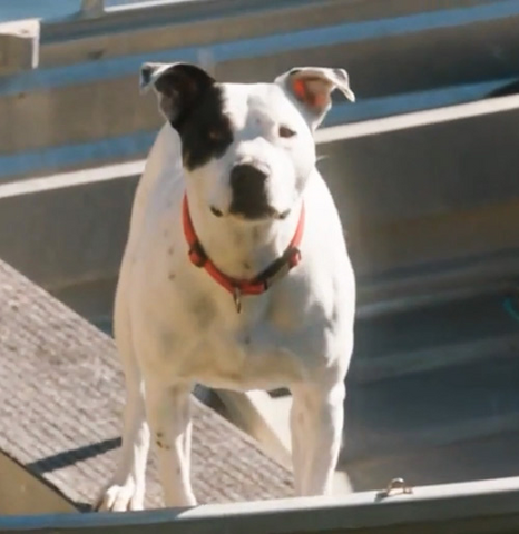 File:Buster.png
