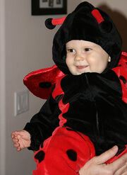 Ladybug