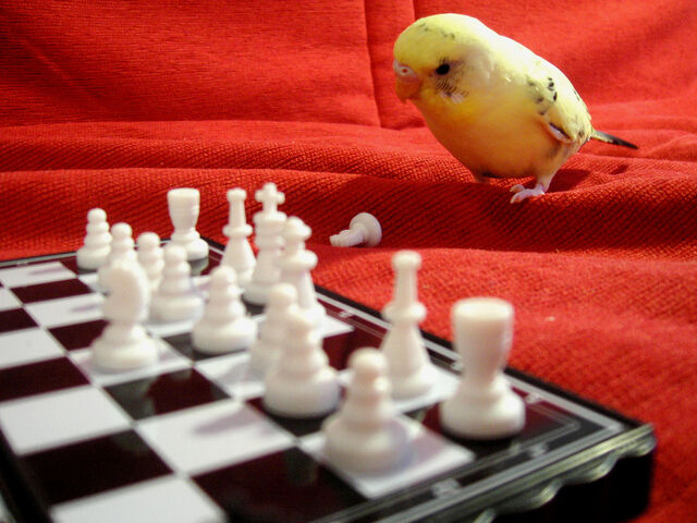 File:Pensive Parakeet.jpg