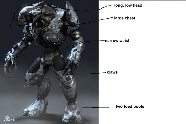 File:Sangheili anatomy.jpg