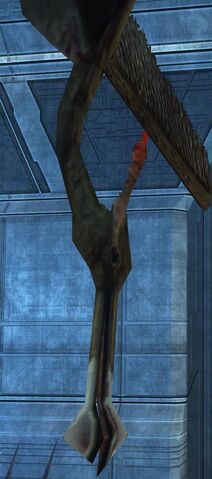 File:Forerunner bird.jpg