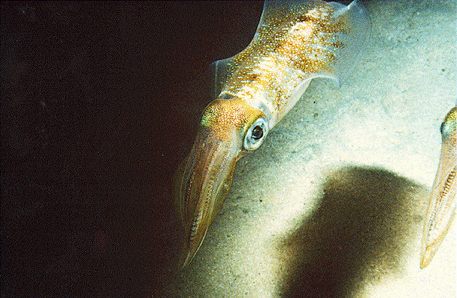 File:Squid.gif