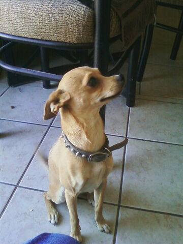 File:Nosey the Chihuahua.jpg