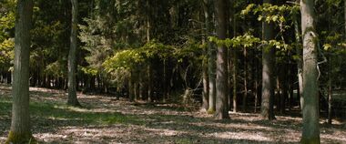 The forest