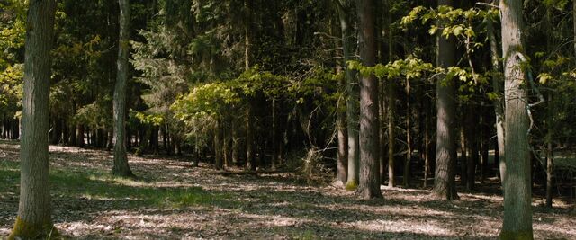 File:The forest.jpg