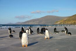 Gentoo-Colony