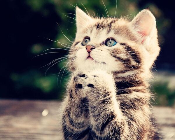 File:Anime-kittens-cats-praying-496315.jpg