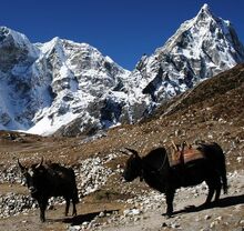 Duglha yaks