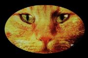 Cheshire Cat logo
