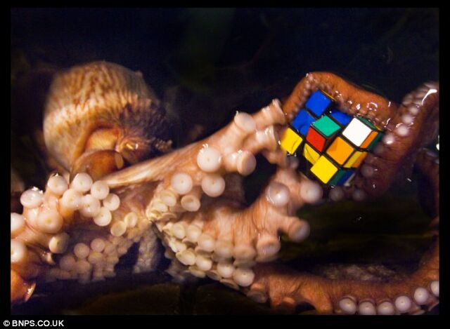 File:Octopus with rubik's.jpg