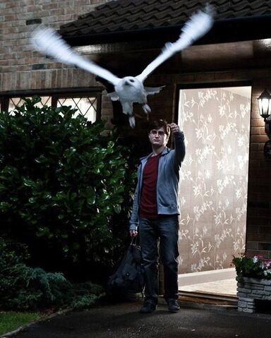 File:Hedwig flight.jpg