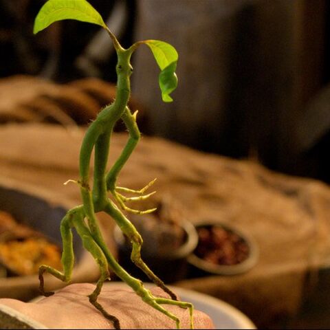 File:Bowtruckle-Beast.jpg