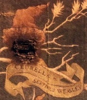 Cedrella Weasley.jpg