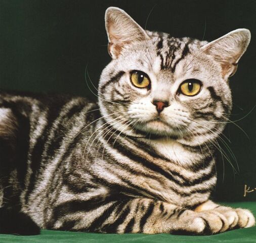 File:DomesticCat.jpg