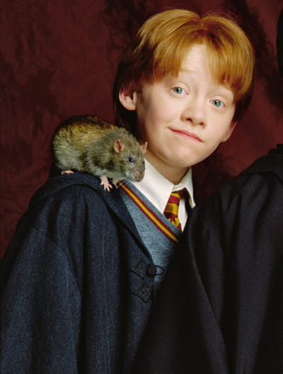 Image - Ron and Scabbers.jpg | Harry Potter Wiki | FANDOM powered by Wikia