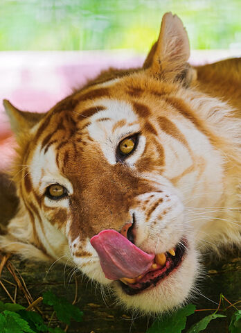File:Hungry-golden-tiger.jpg