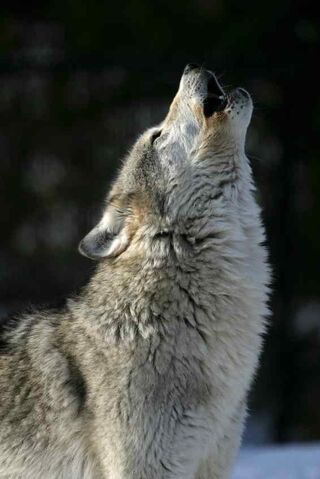 File:Gray wolf.jpg