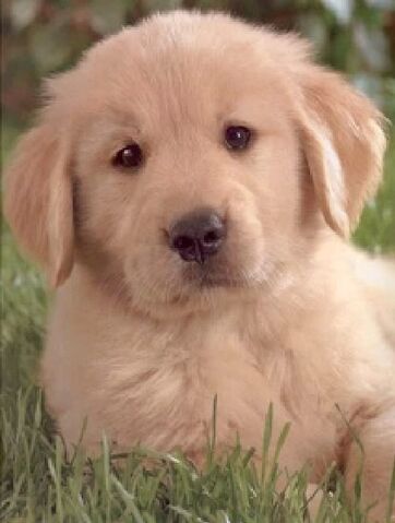 File:Puppie.jpg