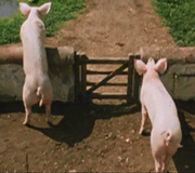 Weasley family pigs