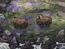 Sheep