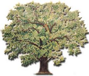 Oak.png