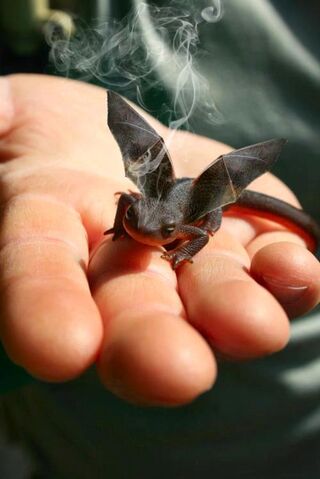 File:Baby dragon.jpg