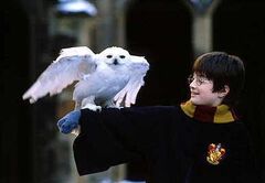 Harry&hedwig.jpg