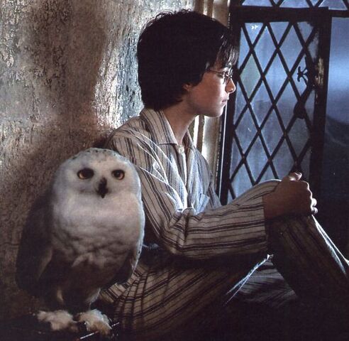 Bestand:Harry-potter-and-hedwig.jpg