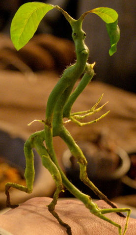 File:Bowtruckle FBWTFT.png