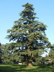 Cedro.png