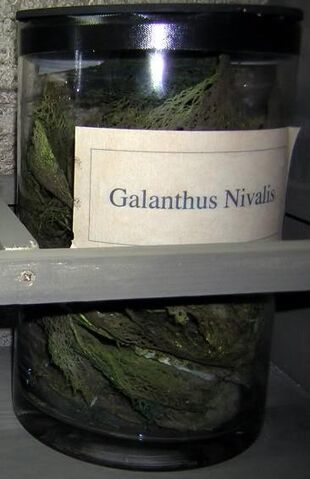 File:Galanthus Nivalis.jpg