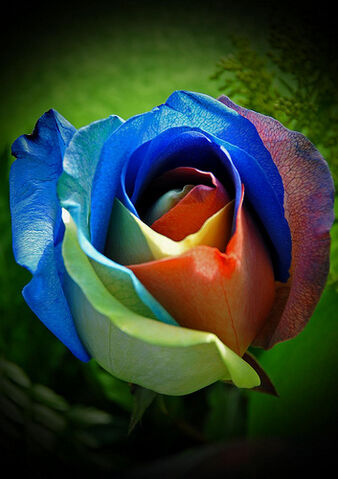 File:Rainbow Rose B.jpg