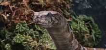 Python.png