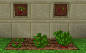 Radish Growth
