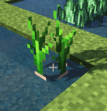 Water chestnut growing