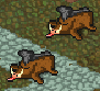 Boar corpse