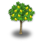 Lemon Tree