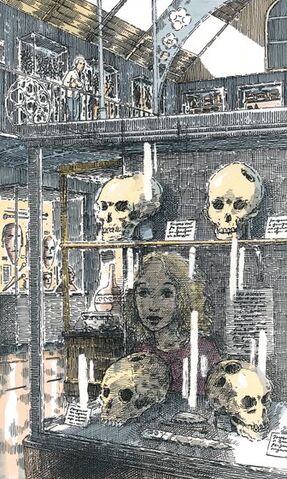 File:Pitt-Rivers museum trepanned skulls.jpg