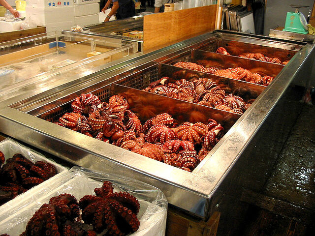 File:Octopuses.jpg