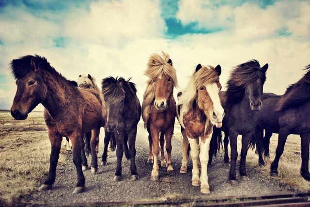 File:Horses-1268256 1920.jpg