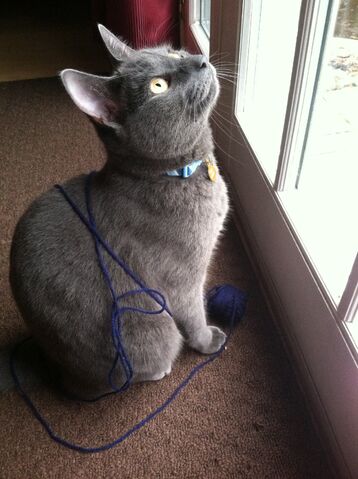 File:Billythecat.jpg