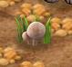 Button mush grow.jpb