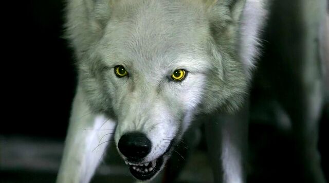 File:Hemlock Grove - 1x12 - Children of the Night vw.jpg